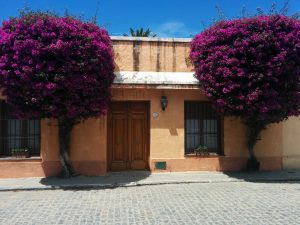 A house full of flowers purple