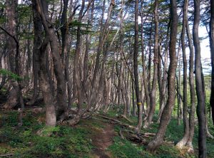 The forest full of tiny trees and a ground all green