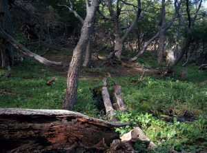 The track of the forest that is not really visible due to the vegetation