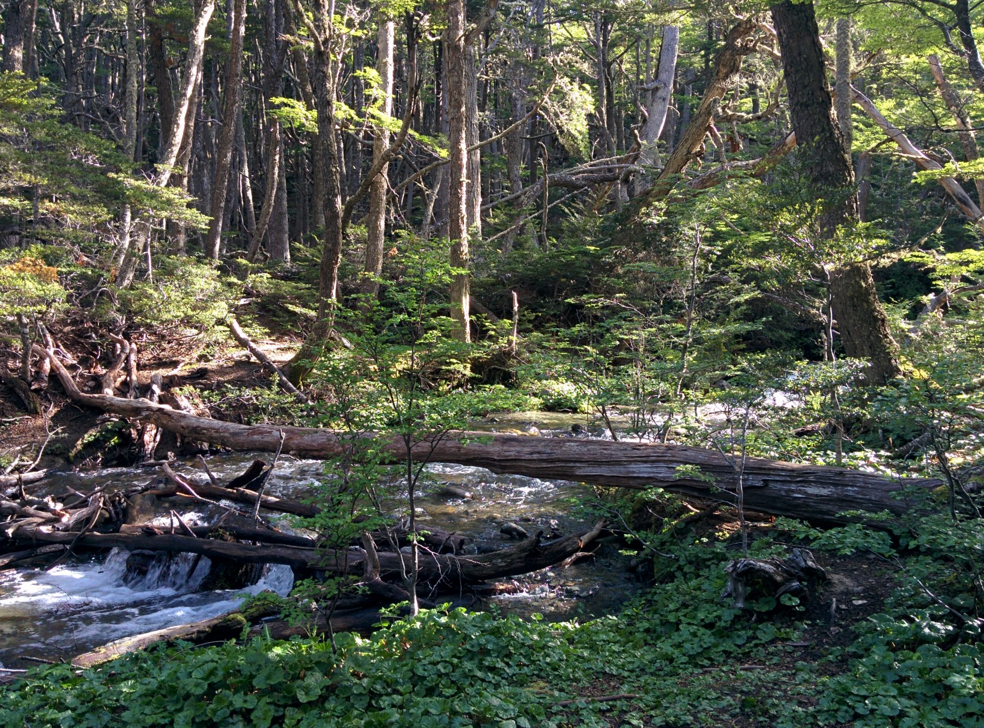 A trunk is used as a bridge to cross the river, kind of tricky...