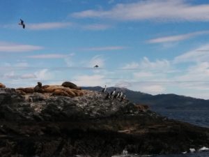 Sealions lying on a rock during the boat tour on canal beagle.