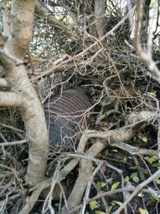 A armadillo in a shrub