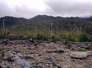 After a forgroung of rocks, there is a dead forest. From the trees only remain the trunks.