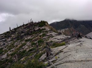 The trees are all lying down due to the last eruption. Only dust remains mostly.