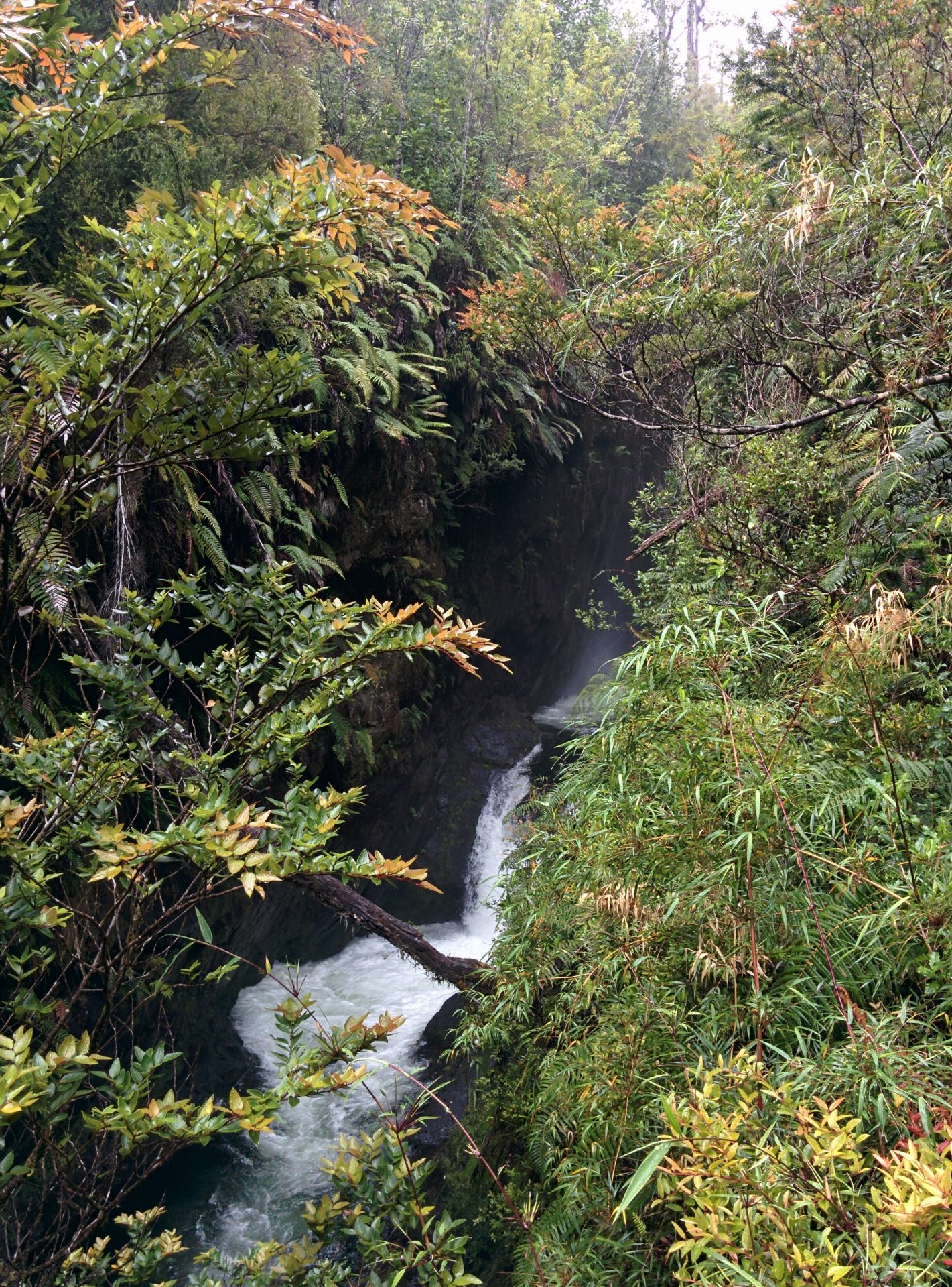 A waterfall in the forest with a lot of vegetation