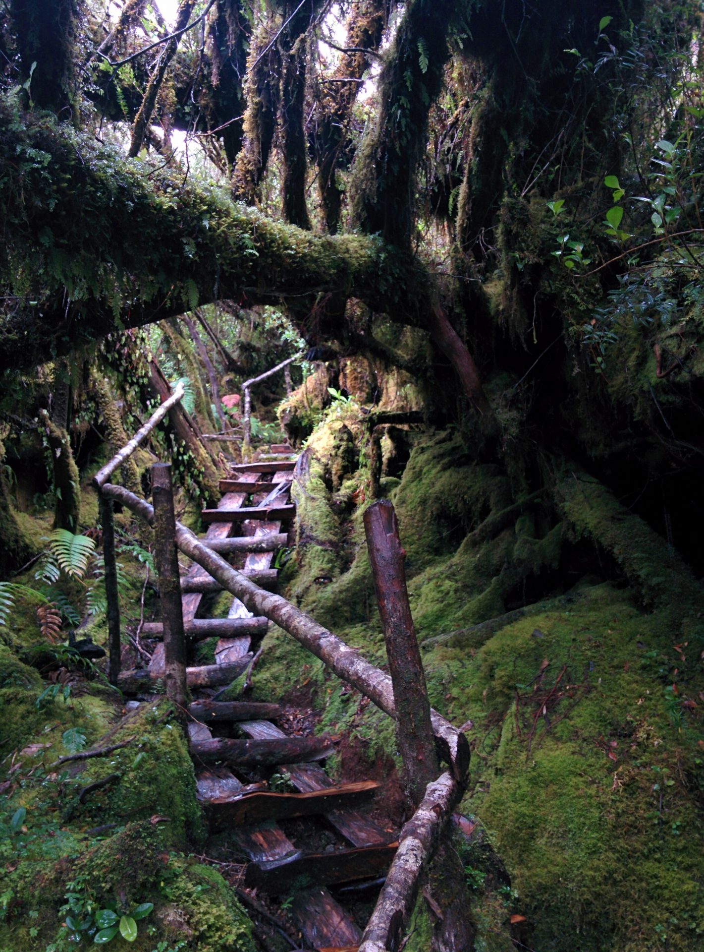 Stairs in wood in the rain forest