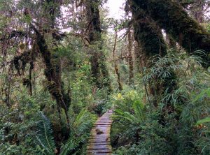 A small trail in wood surrounded with a dense rain forest vegetation.