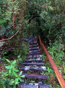 Stairs going down in the rain forest. Everything is really wet and slippery.