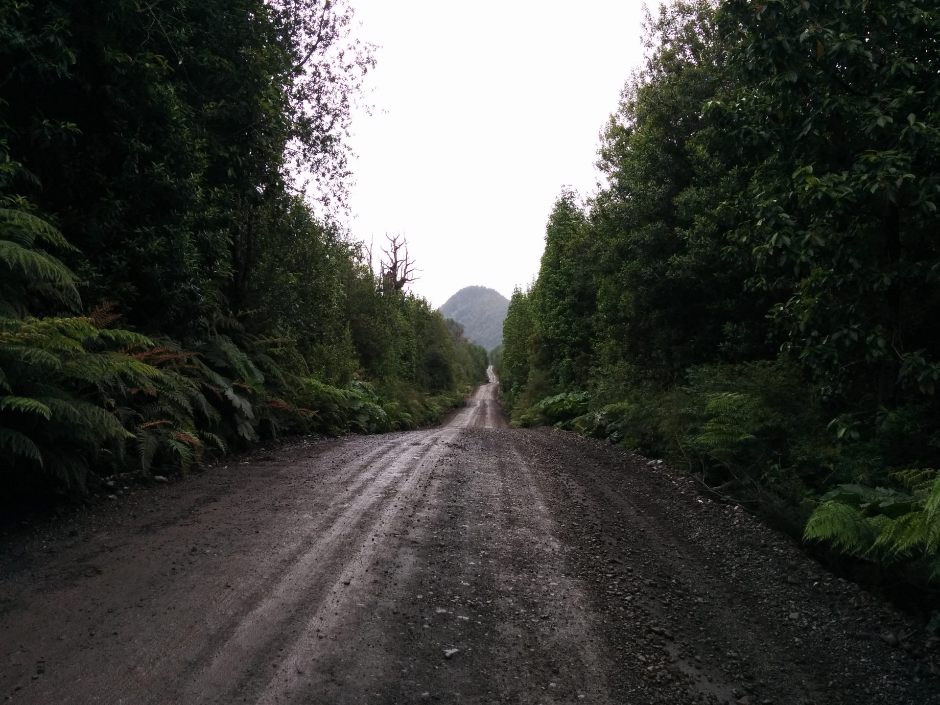 The landway Carretera Austral surrunded with forest.