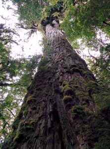 A tree really high and large called Alerce