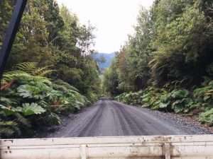 The landway and a forest taken from the bak of a pick up