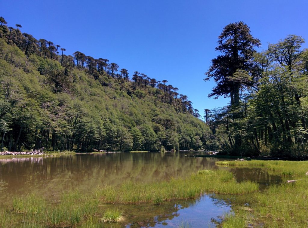 A lake with forest