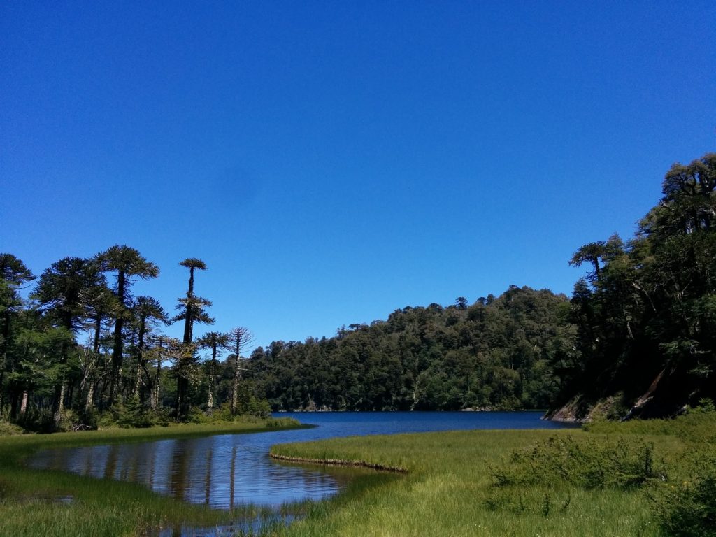 A lake with forest