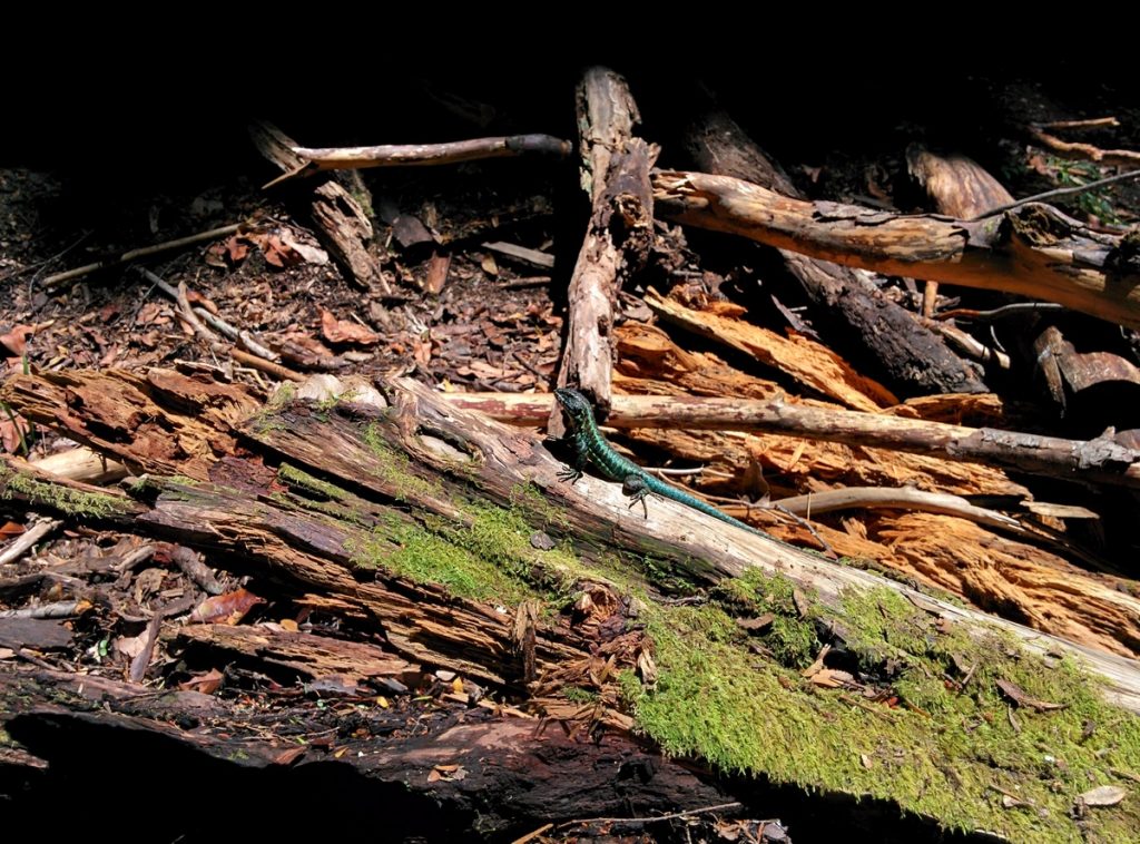 A lizard sunbathing on a trunk