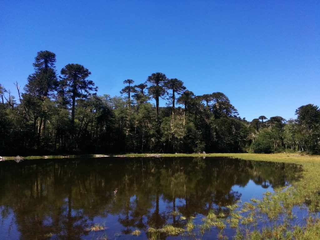 A lake in the forest