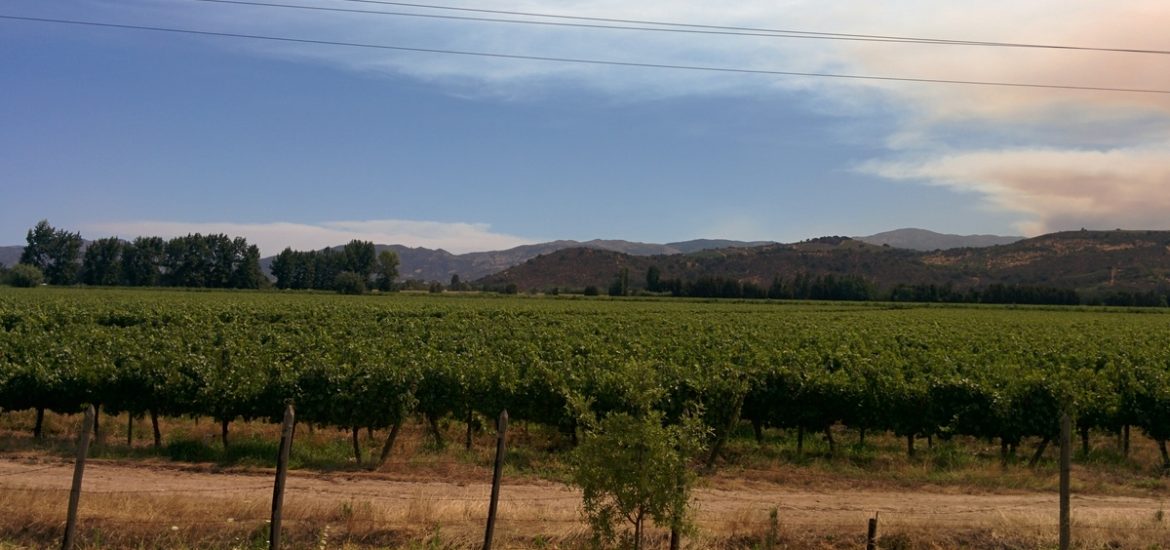 Colchagua vineyard