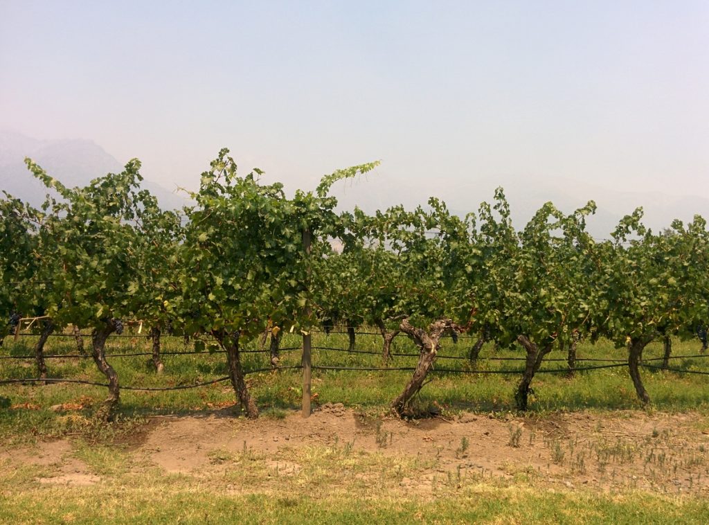 The vineyard in Aquitania winery