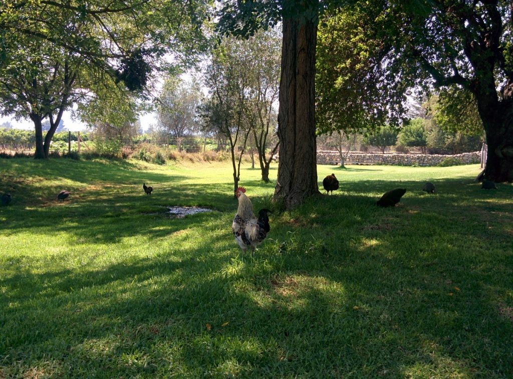 A garden with chickens