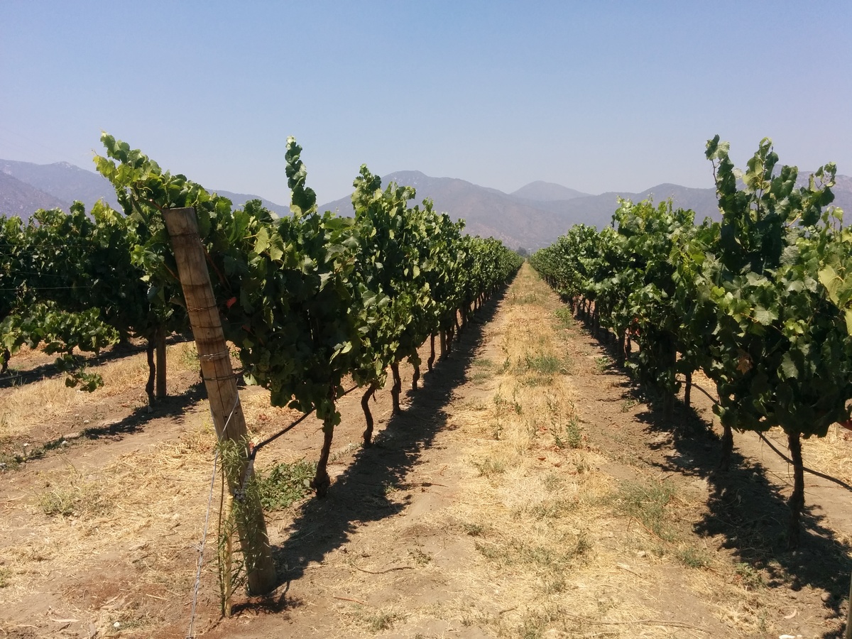 The vineyard in Emilana winery