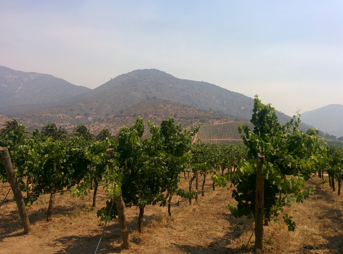 A vineyard with in the background mountains.