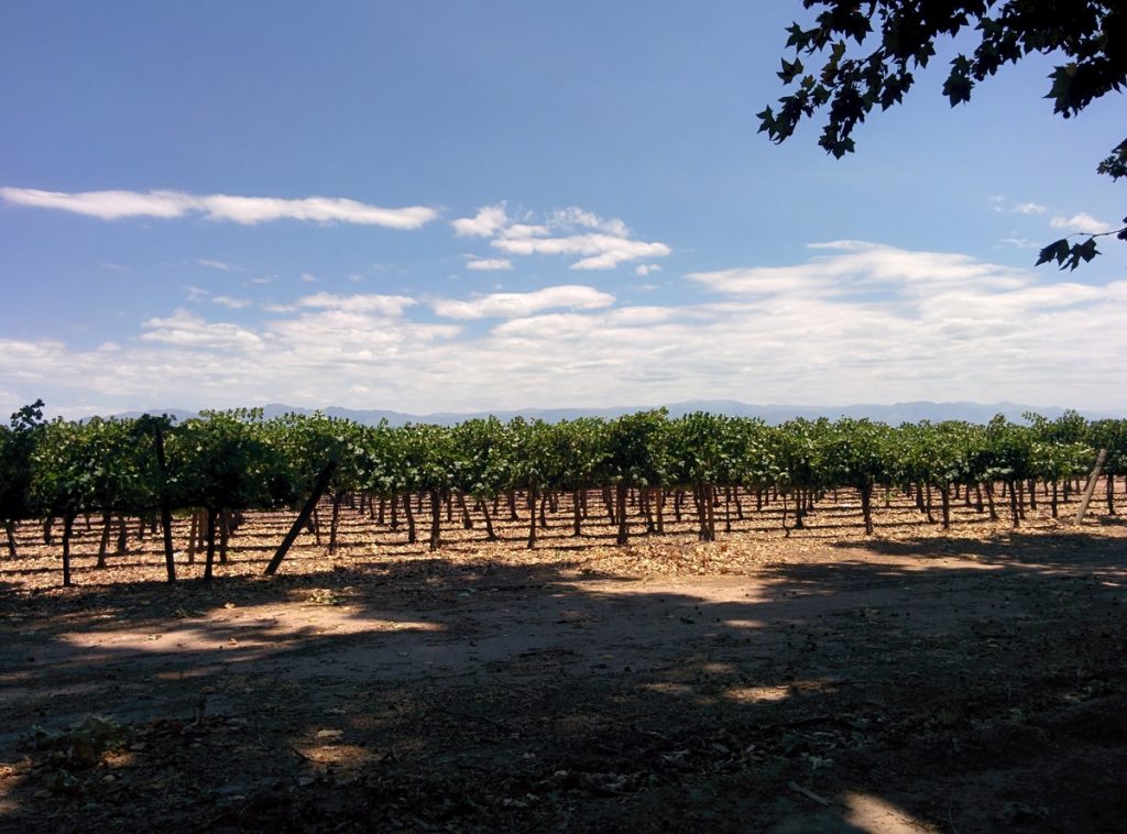 Vineyard along the road