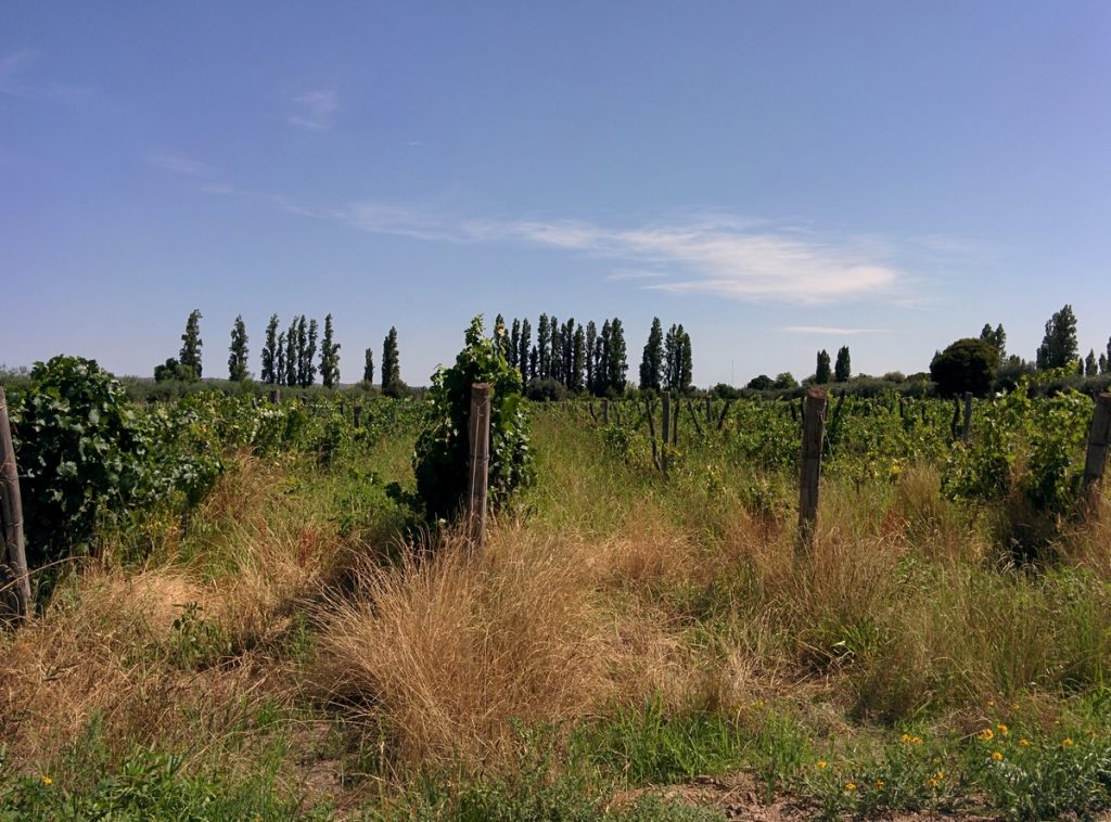 A vineyard