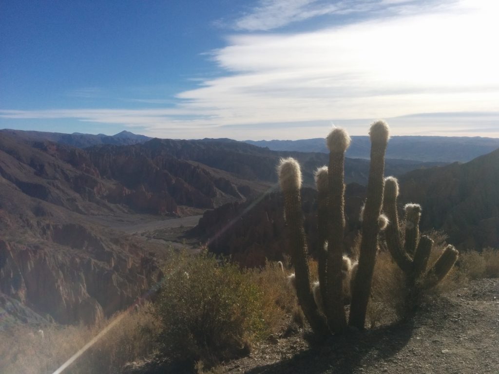 Whitehead cactus in front of the mountains around Tupiza