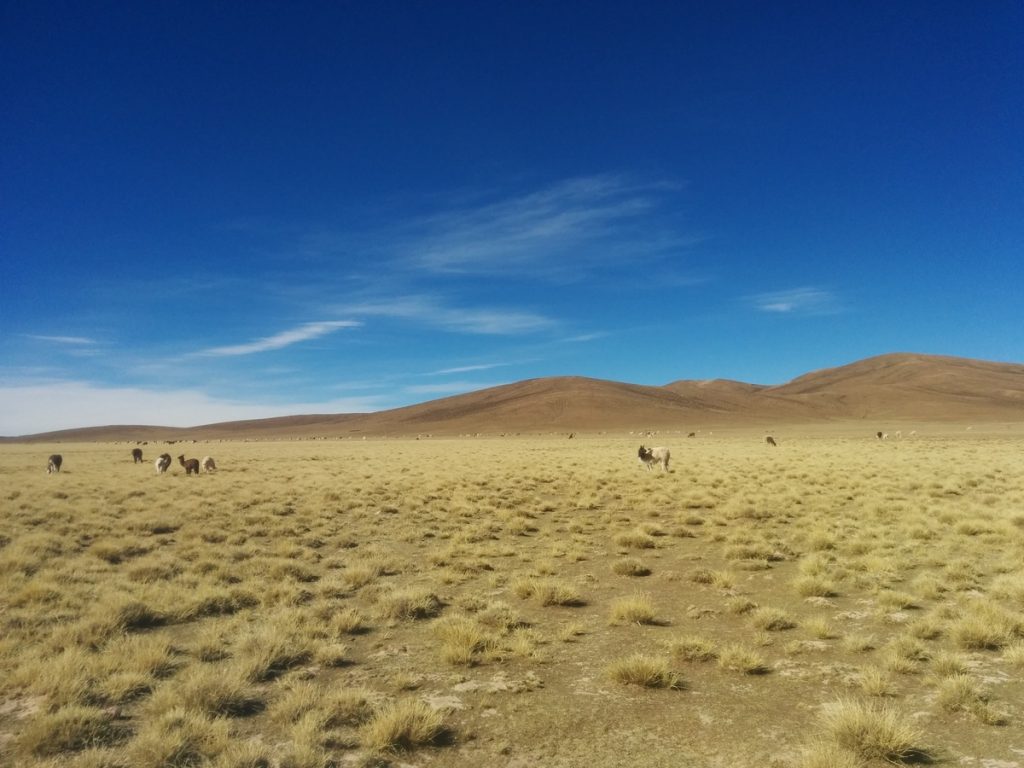 Lamas in a lunar landscape