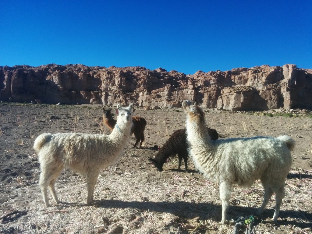 The lamas chilling