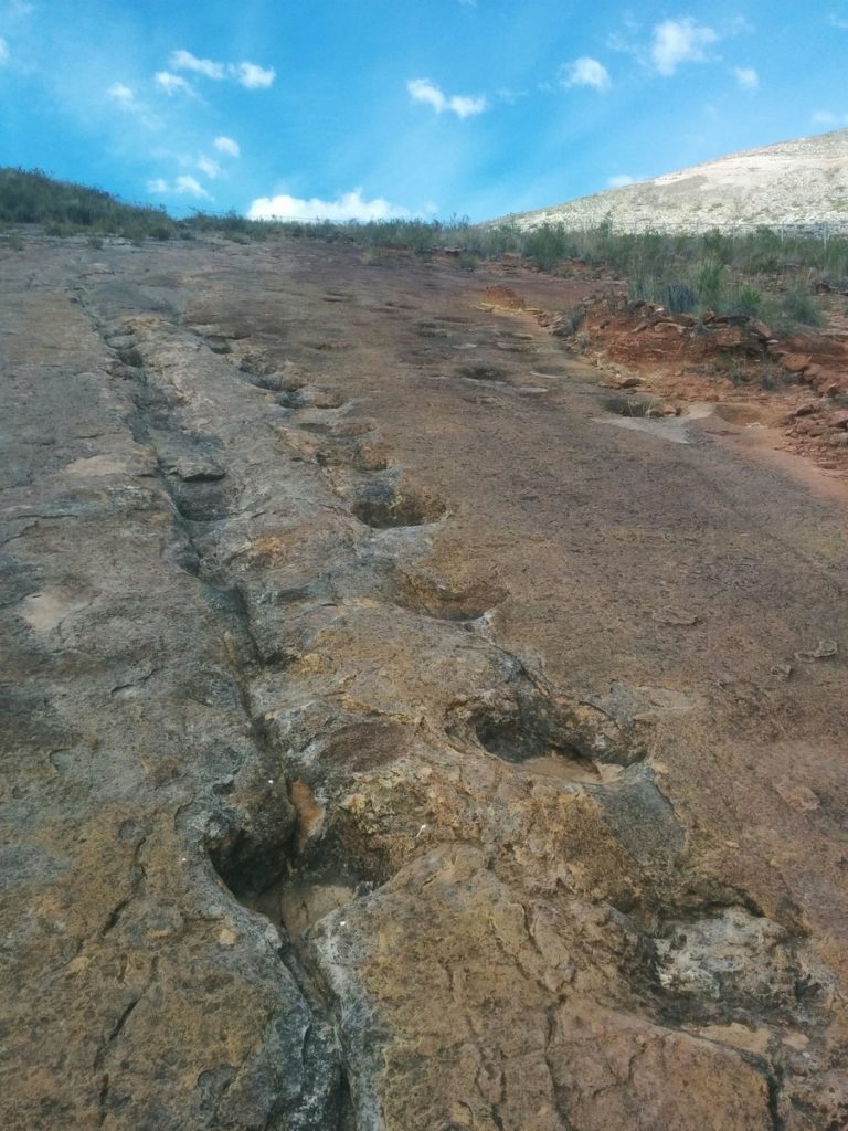 Our first dinosaurs footsteps