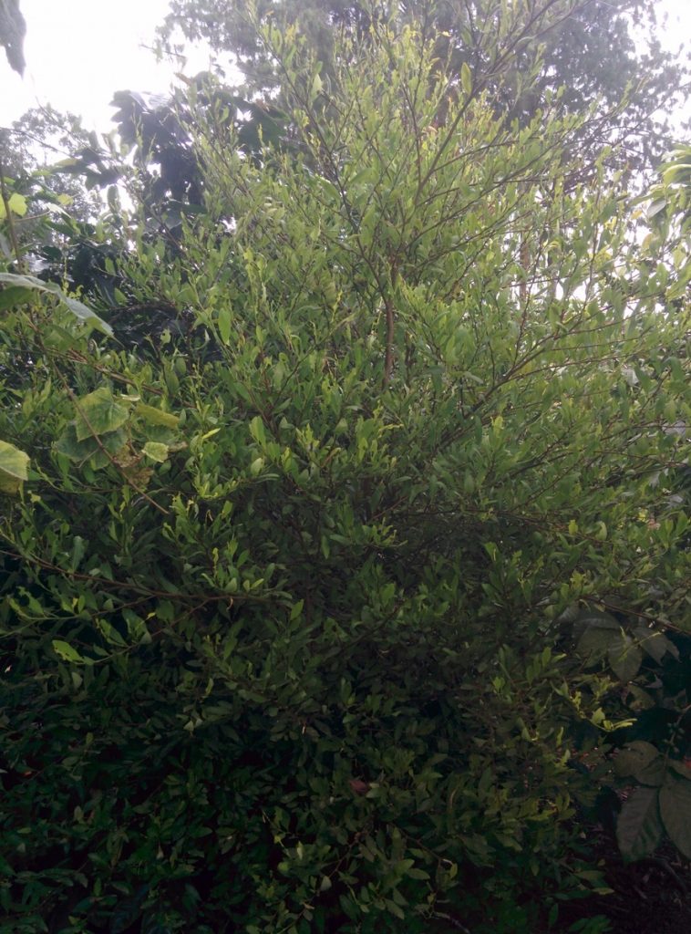 A coca tree also inside the farm