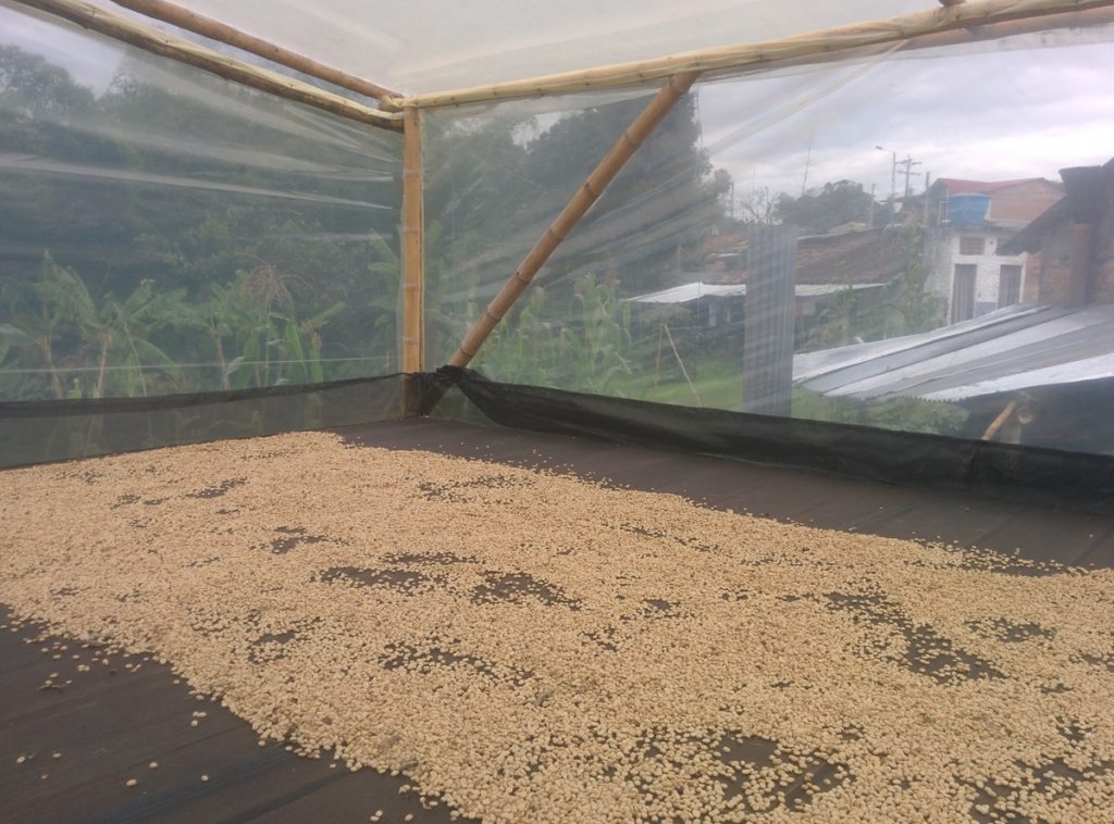 After removing the skin around the beans, the beans are laid down for drying