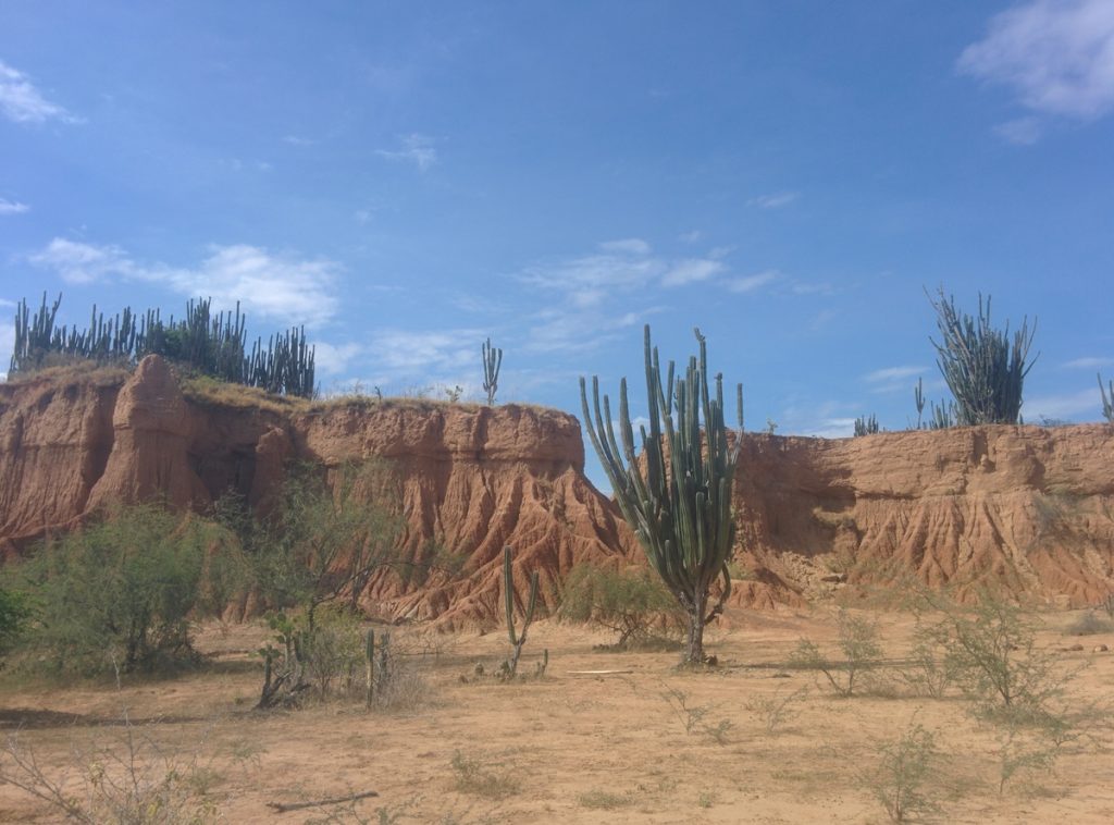 A giant cactus, up to 3 meters