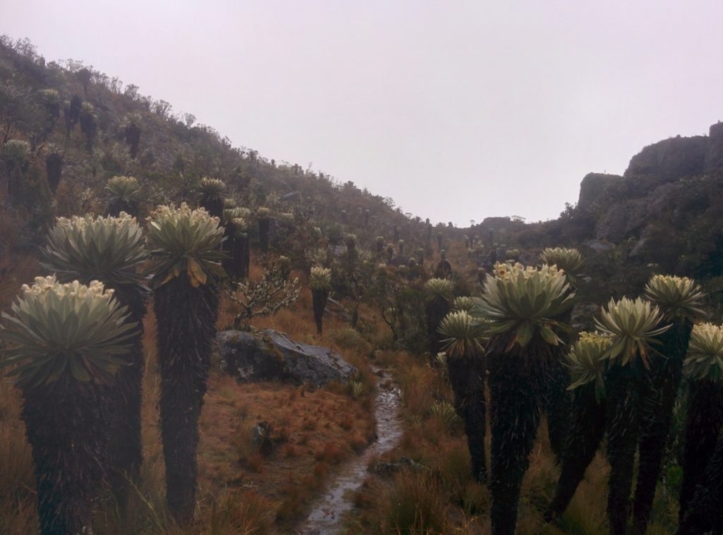 The typical plants in the Paramo